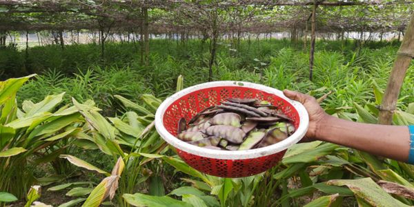 এক ক্ষেতে পটল, আদা, হলুদের সফল চাষ