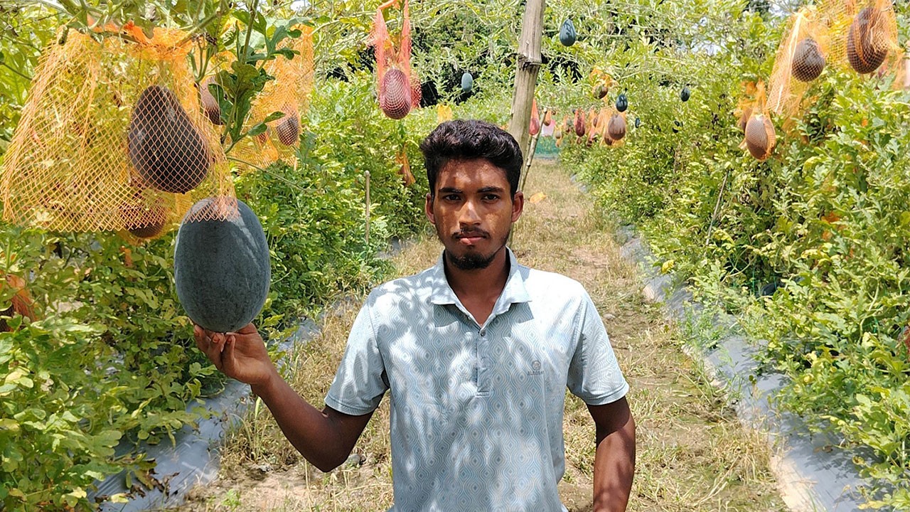 দিনাজপুরের বোচাগঞ্জে মাচায় রঙিন তরমুজ চাষ করে বাজিমাত  মিনাজের