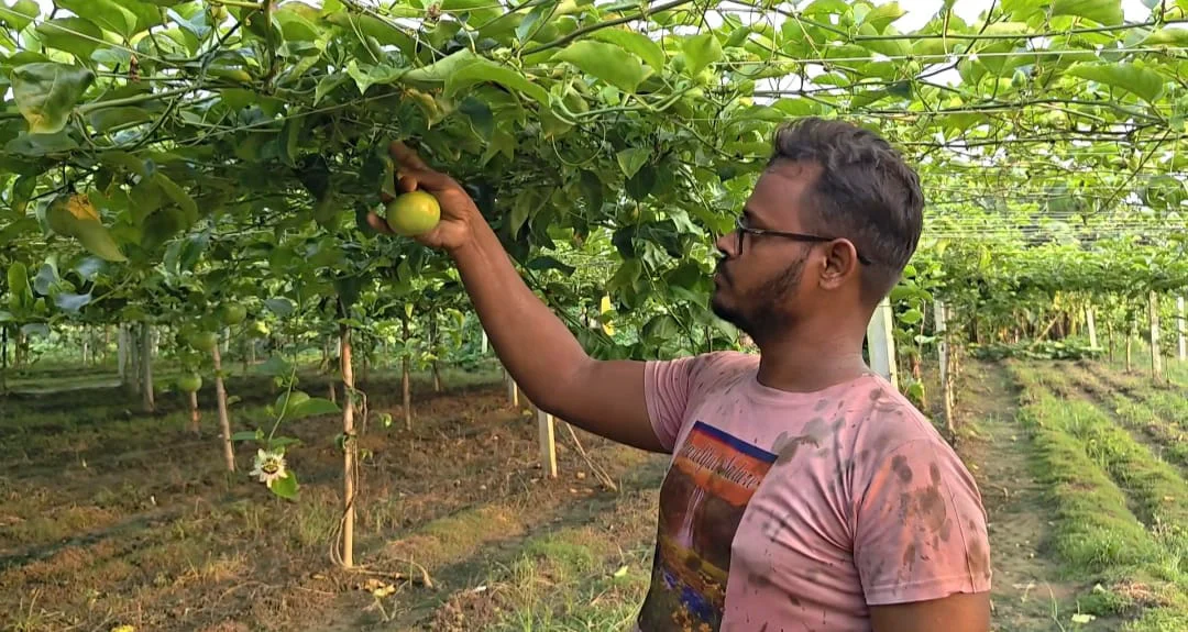 ইউটিউবের ভিডিও দেখে আনারকলি চাষ, মিঠুর নতুন স্বপ্ন