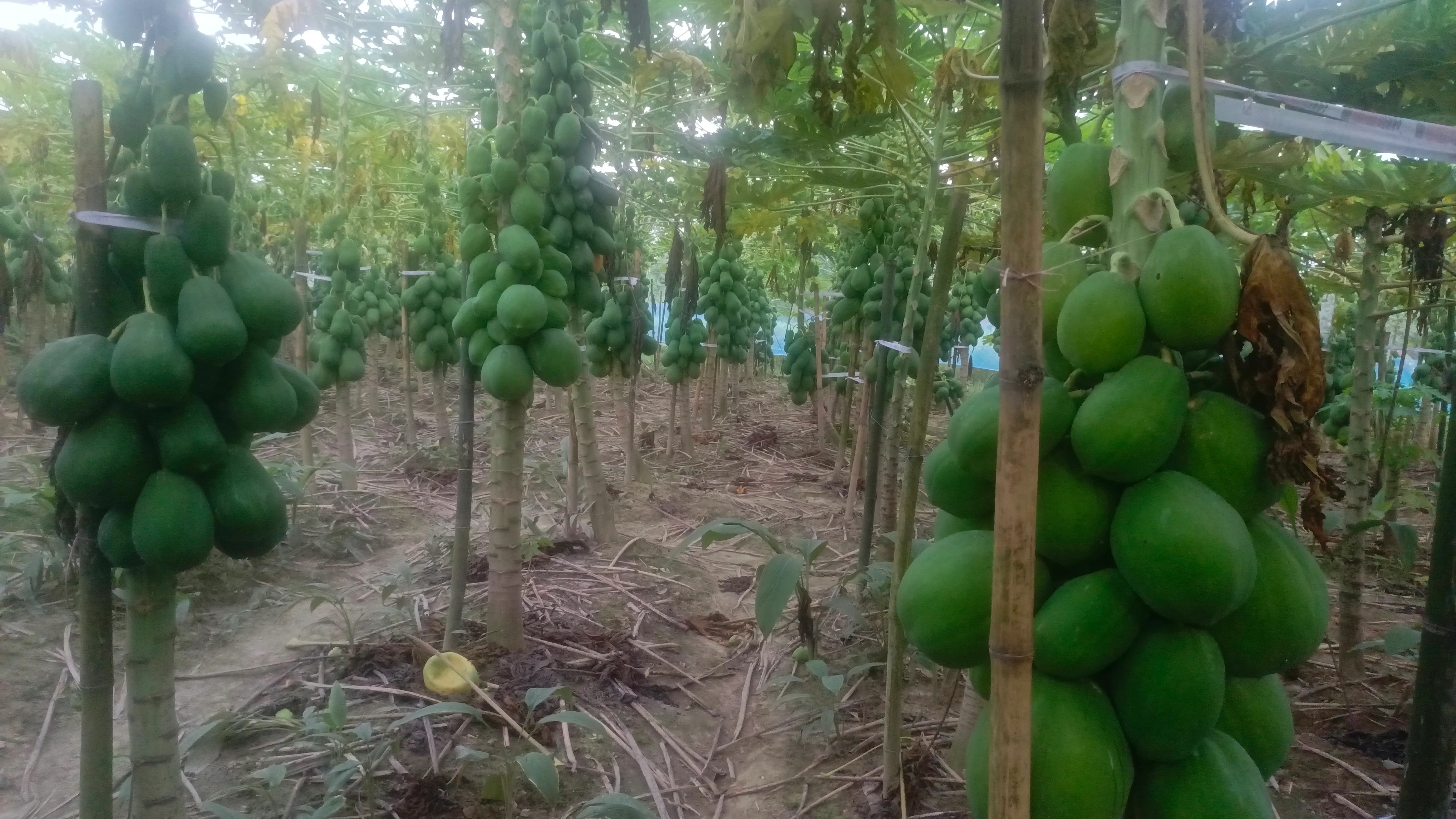 পেঁপে চাষে সফল কৃষি উদ্যোক্তা নওগাঁর আমজাদ