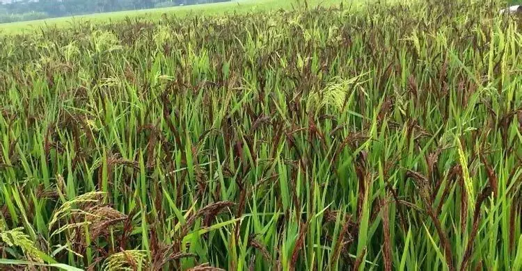 দুর্গাপুরে প্রথমবারের মতো ব্ল্যাক রাইস চাষ