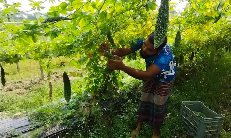 পটুয়াখালীতে মাচা পদ্ধতিতে লাউ-করলা চাষে সফল উদ্যোক্তা পাবেল
