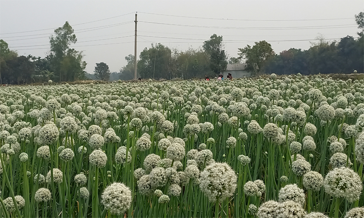 agribarta